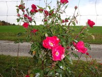 DSC03209.JPG
