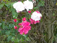 DSC03206.webp