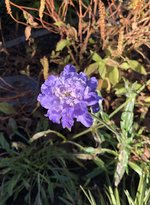 IMG_4370.jpeg