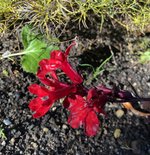 IMG_4372.jpeg