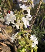 IMG_4377.jpeg