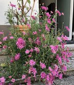 IMG_4371.jpeg