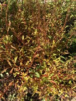 IMG_4381.jpeg