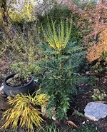 IMG_4378.jpeg