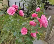 1700128800082.webp