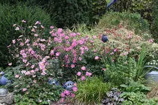 Herbstanemone   0223.webp