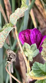 IMG_8551.jpeg
