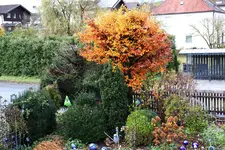 November  0523.webp