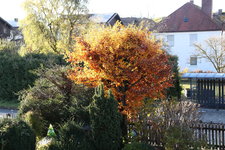 November  0623.JPG