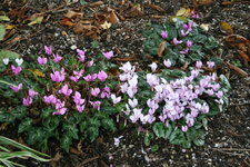 Cyclamen   0120.JPG