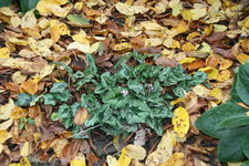 Cyclamen   0620.JPG