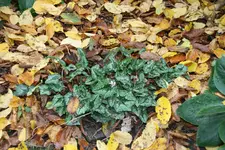Cyclamen   0620.webp