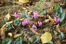 Cyclamen 0219.webp