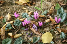 Cyclamen 0219.JPG
