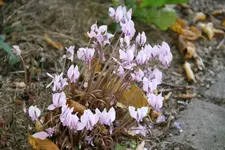 Cyclamen 0319.webp