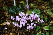 Cyclamen0115.JPG