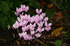 Cyclamen0215.JPG