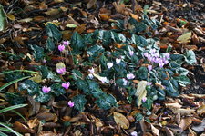 Cyclamen0218.JPG