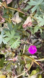IMG_8567.jpeg