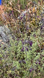 IMG_8561.jpeg
