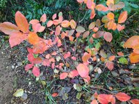 IMG_20231118_115726.jpg