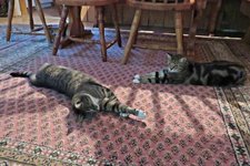 IMG_2159 v (2).JPG