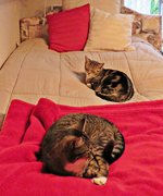 IMG_2370 v (2).JPG