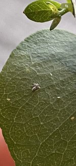 IMG_5267.jpeg