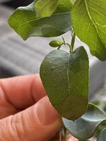 IMG_5266.jpeg