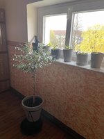 IMG_5294.jpeg
