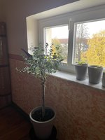 IMG_5295.jpeg
