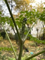 IMG_7279.JPG