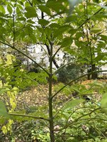 IMG_7278.JPG