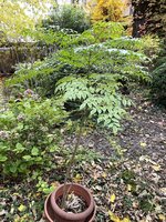 IMG_7277.JPG
