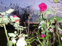 DSC03218.JPG