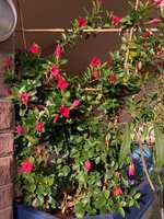 Dipladenia_2023-11.jpg