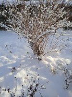 IMG_20231126_095249_1.jpg