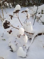 IMG_20231126_095426.jpg