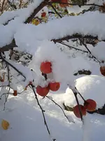 IMG_20231126_095523.webp