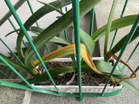 Amaryllis-Kasten-Zwei_A-01_2023-11_07.jpg