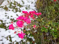 DSC03226.webp