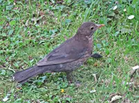 IMG_2352v.JPG