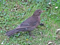 IMG_2352v.JPG