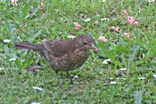 IMG_2358v.JPG