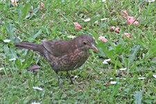 IMG_2358v.JPG