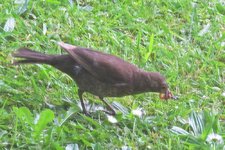 IMG_2368v.JPG