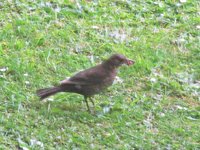 IMG_2369v.JPG