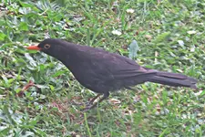 IMG_2373v.webp
