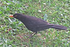 IMG_2373v.JPG