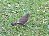 IMG_2387v.JPG